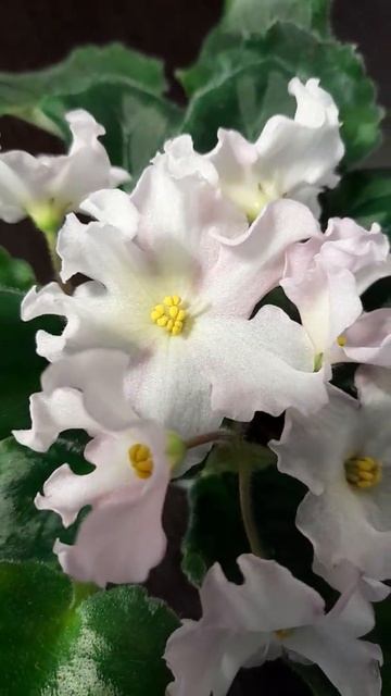 Фиалка Golden Autumn