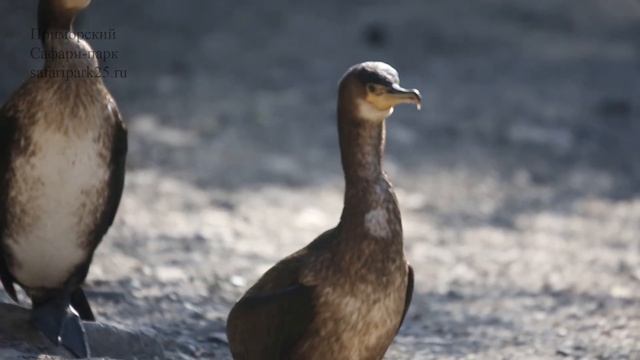 БАКЛАНЫ В ПРИМОРСКОМ САФАРИ ПАРКЕ