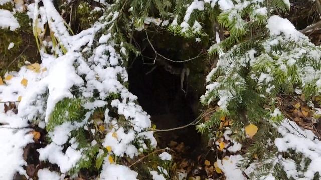 Охота на медведя. Разведка. Первый выход.