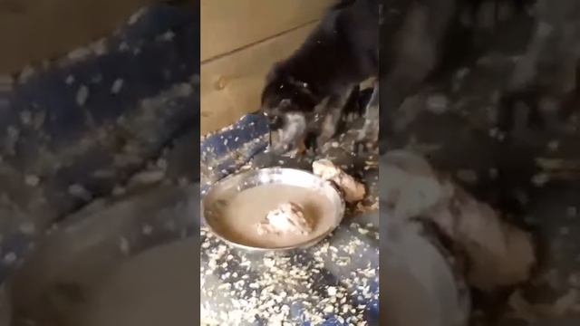 Новенький Гром с аппетитом кушает. Приют ДРУГ ЖИВИ. г. ОМСК.