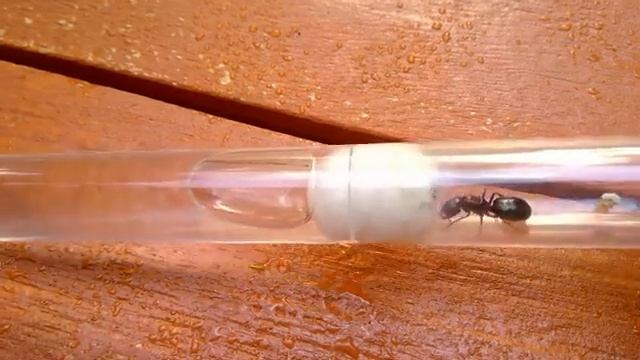 Camponotus Queen Taking Care Of Tetramorium Pupa #ants