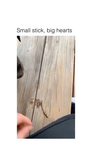 Cute Doggies Bring SMALLEST   Stick To Play FETCH!! 🐶🐾