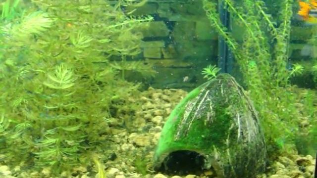 Alevines De Apistogramma Cacatuoides Doble Red.