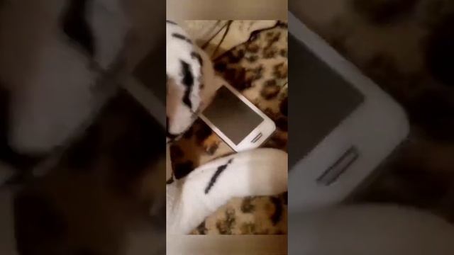 Тигр Шоу | 2 выпуск