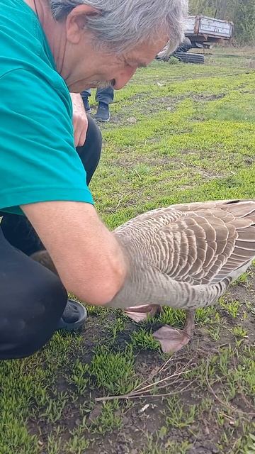 как кошечка))) #гуси #домашниеживотные #василиса