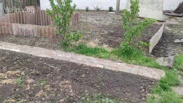 ПОСАДКА МОРКОВИПЕРЕСАДКА ЦВЕТОВ