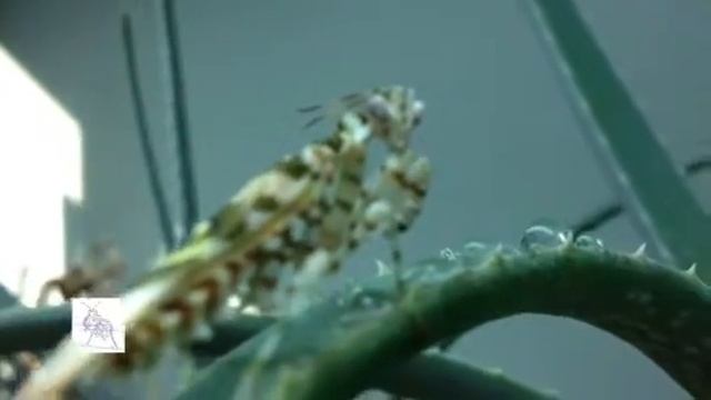 Pseudocreobotra Wahlbergii, African Spiny Flower Mantis