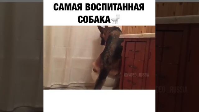 Собака ходит в туалет