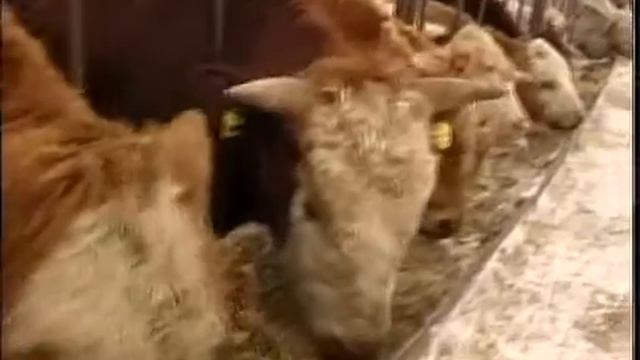 рус Скот в Карагоге.mp4