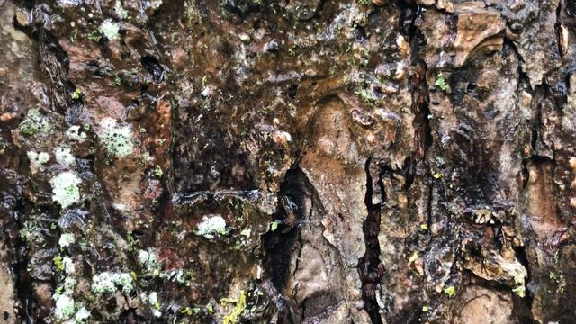 Apple 'John Downie' - Bark Close Up - October 2020