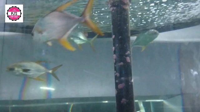 Kerala Marine Aquarium #Fishes In India