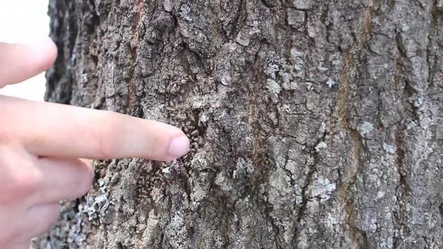 Tree Mites