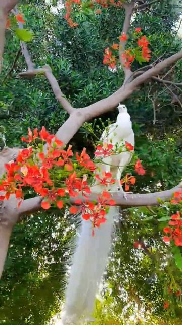 #shorts #white #peacock #feather