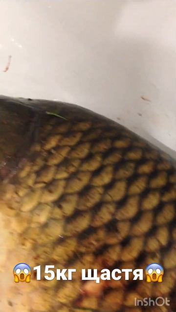 😱Карп 15кг😱