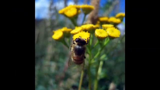 оранжевая прогулка