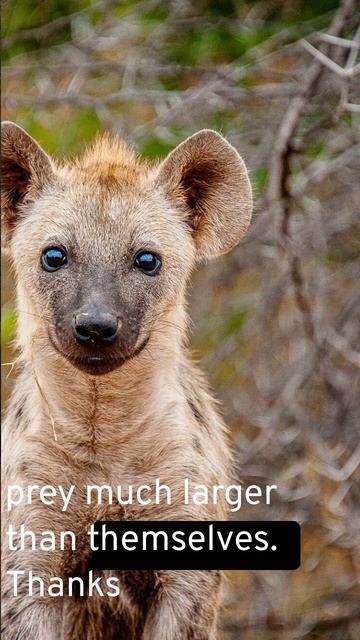 Fascinating Hyenas:  Carnivores And Hunters #wildlife #animals