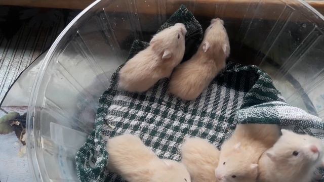 Сирийские хомячата недорого продам срочно.