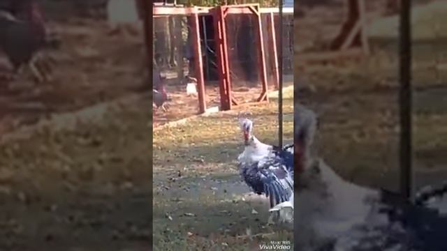 Вот это танец