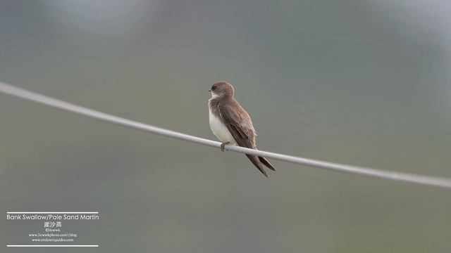 Af9f60f2cbed92626741f764c17f3909