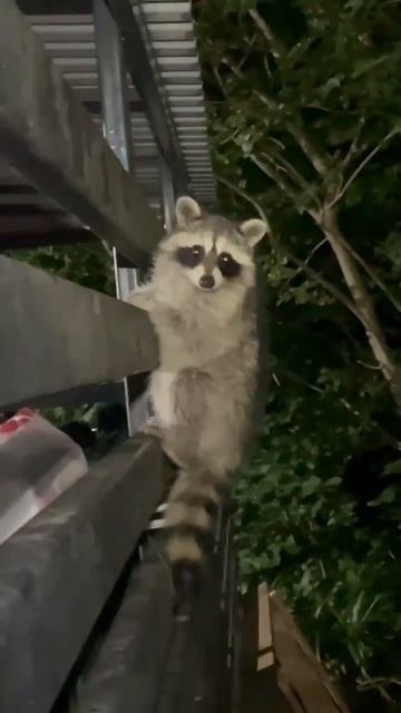 #енот #С добрым утром#Привет#