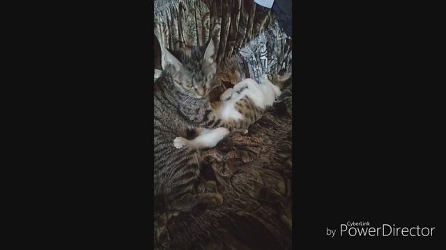 Кошачья любовь