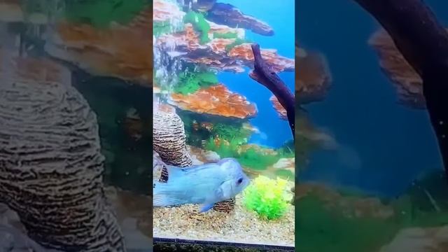 Fazaila Pet Fish! #viralshortvideo