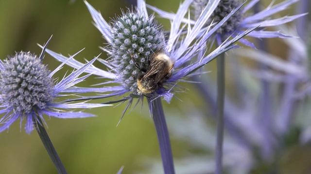 Honeybees And Vestal Cuckoo Bumblebee On Eryngium
