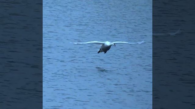 AMAZING SWAN LANDS ON WATER   #shorts