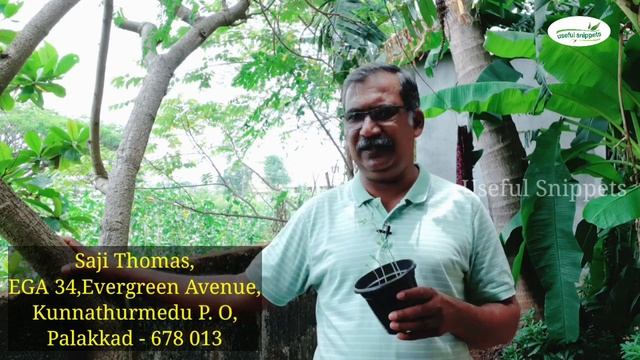 ചെടി മുരിങ്ങ വിത്ത് തയ്യാറായി | PKM - 1 | Muringa Seeds Are Ready | Muringa Seed | Muringa Krishi