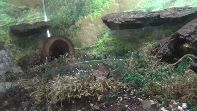 Western Toad (Bufo Boreas, Naxyrus Boreas, Anaxyrus Boreas)