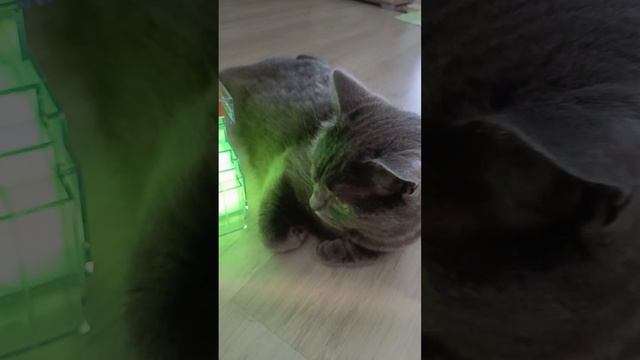 котик выпил молоко зелёное