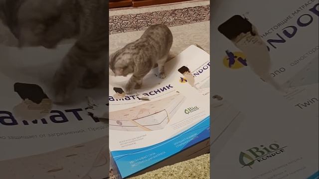 Кошка грызун или домашний вредитель)