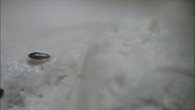 Host-Parasitoid Associations In Strepsiptera: Supplemental Video 1