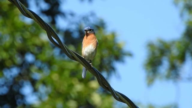 Eastern Bluebird (Sialia Sialis) Laughing Brook Wildlife Sanctuary