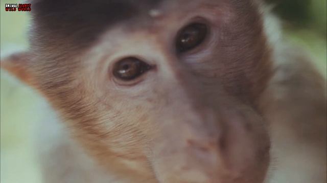 Suara Binatang Yang Dikenal Kuda, Anjing, Monyet, Koala, Pinguin, Kucing #3