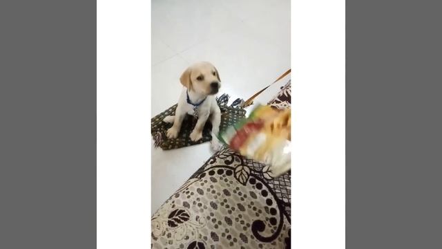 D095f80ccdf3e02d60ad66369c142da1