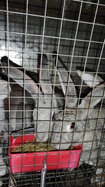 Ах, какие кролики!