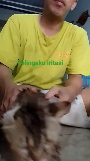 Iritasi Telinga#obat Tetes Telinga#gromingkucing#kucinglucu#kucinggalaka