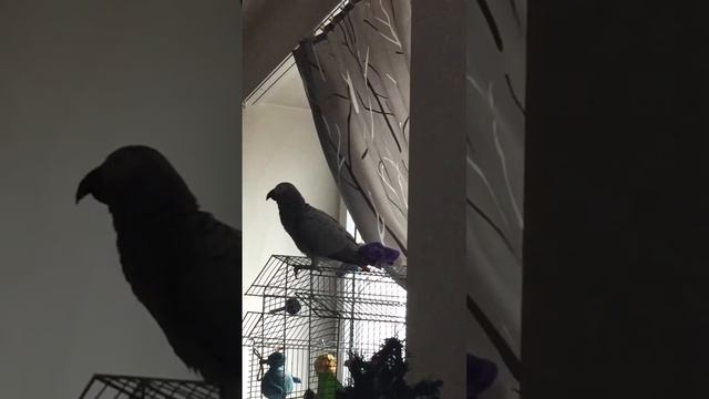 Ку-ку мой мальчик Эдик. Жако Моня учится разговаривать. 12 месяцев попугаю