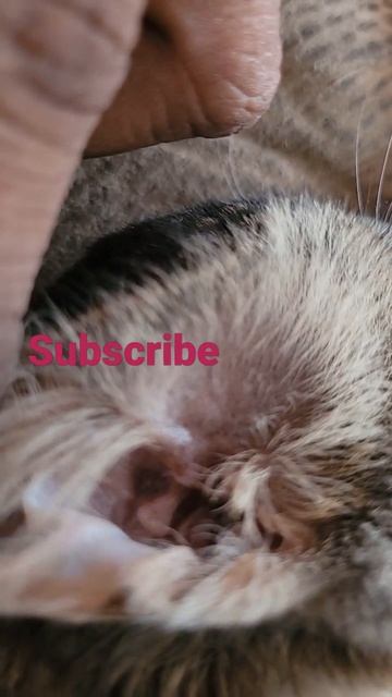 Exploring Cute Kitten Cat Ears.. Ear Infection?
