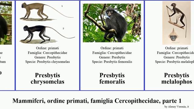 Mammiferi, Ordine Primati, Famiglia Cercopithecidae, Parte 2 Presbytis Trachypithecus Macaca Del