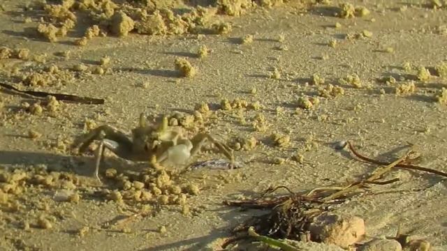 Ocypode Pallidula, Crabe Mangeant Sur La Plage  - Feeding Crab On The Beach - Madagascar