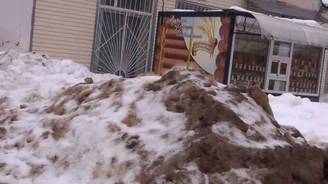 Лисица обнаглела