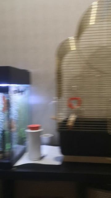 VID_20250223_125005.mp4