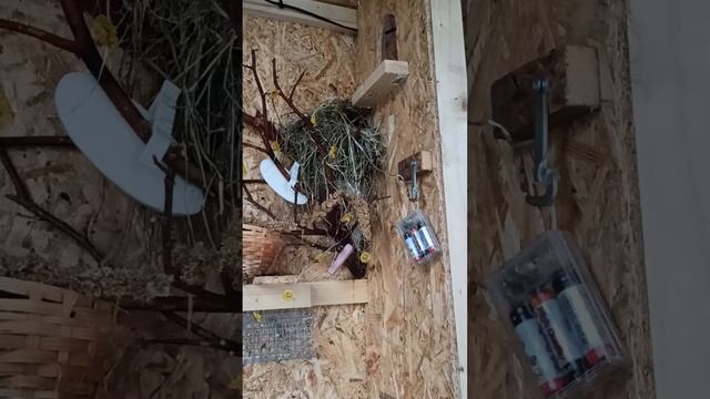 канарейки и их малыши  уход