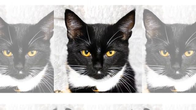 Презентация котиков 07 Contact Sheet Light, 068