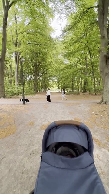 Malmö Daily Walks Pildammsparken #citywalkingtour #malmo #sweden