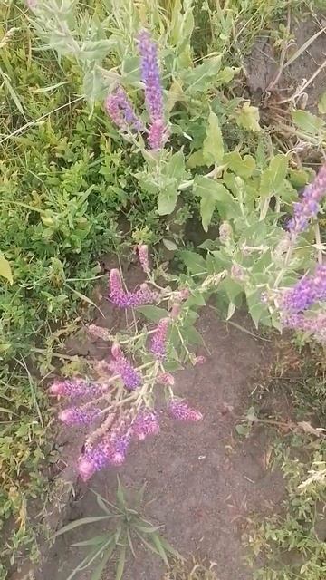 Шалфей луговой, мкр. Шилово, г. Воронеж, 25.06.2023 года