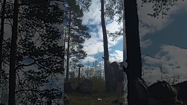 Преданная рысь и овчарака (мини фильм) квадробика снимала я с подругой