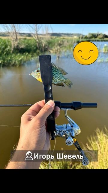 Мормышинг  Солнечный окунь Рыбалка на Юге #мормышинг #наноджиг #спиннинг #рыбалка #окунь #мормо